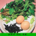 益母草种子苗阳台四季盆栽蔬菜种籽孑野菜春秋食用籽种药材