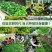 益母草种子苗阳台四季盆栽蔬菜种籽孑野菜春秋食用籽种药材