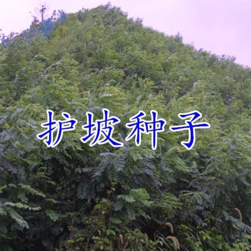 护坡绿化紫穗槐籽多年生低矮小灌木种子铁路公路护坡草籽根系
