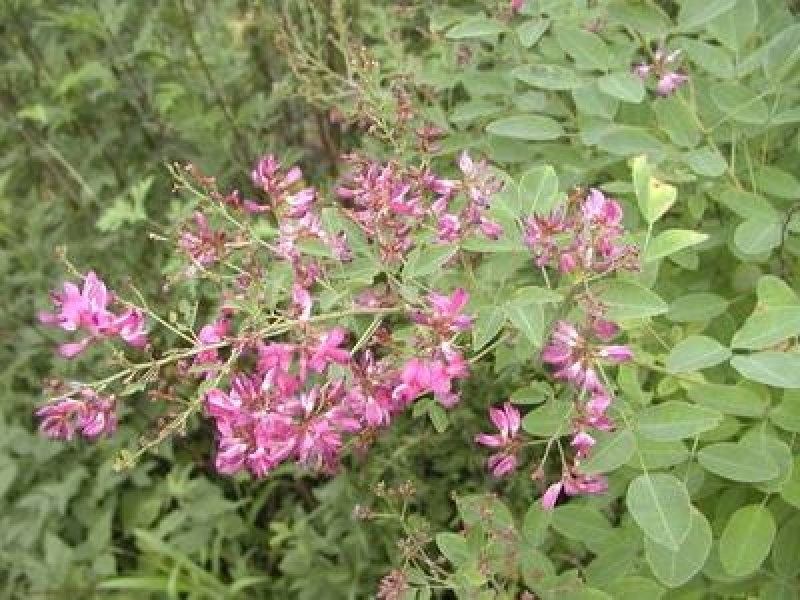 护坡绿化紫穗槐籽多年生低矮小灌木种子铁路公路护坡草籽根系