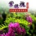 护坡绿化紫穗槐籽多年生低矮小灌木种子铁路公路护坡草籽根系