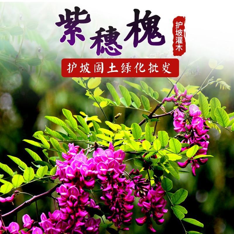 护坡绿化紫穗槐籽多年生低矮小灌木种子铁路公路护坡草籽根系