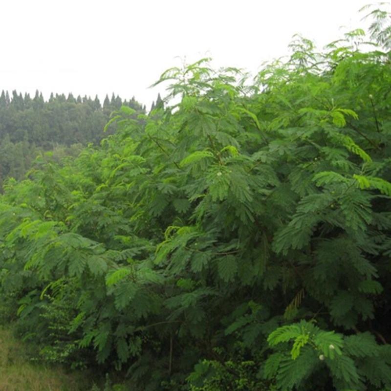 护坡绿化紫穗槐籽多年生低矮小灌木种子铁路公路护坡草籽根系