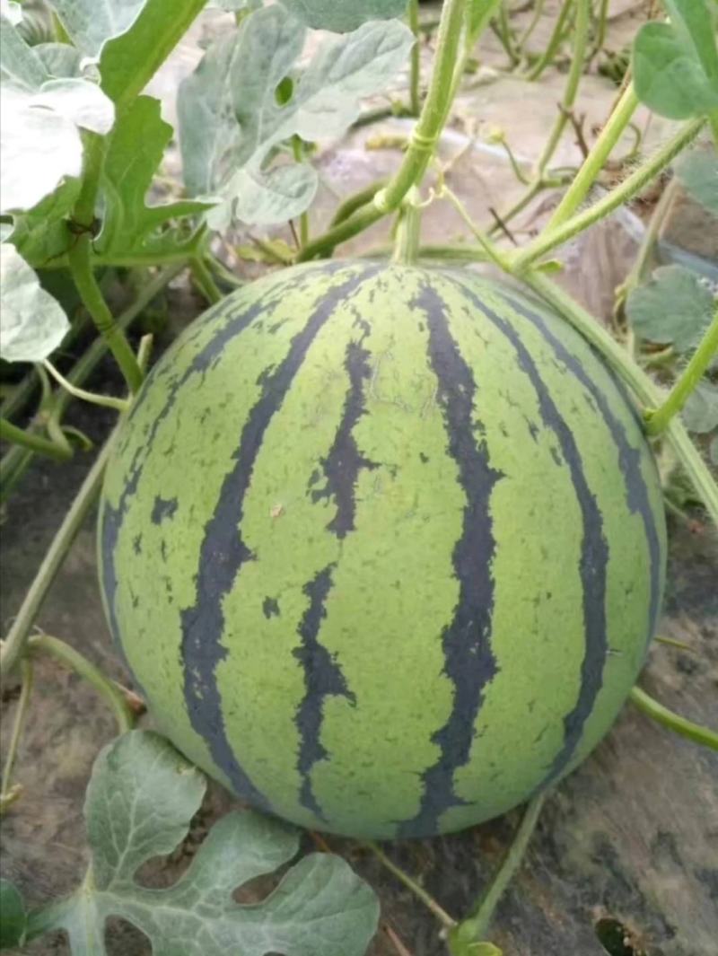 （精品）郑研西瓜种子喜宝喜乐甜娃919耐重茬耐裂