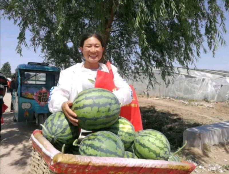 （精品）郑研西瓜种子喜宝喜乐甜娃919耐重茬耐裂