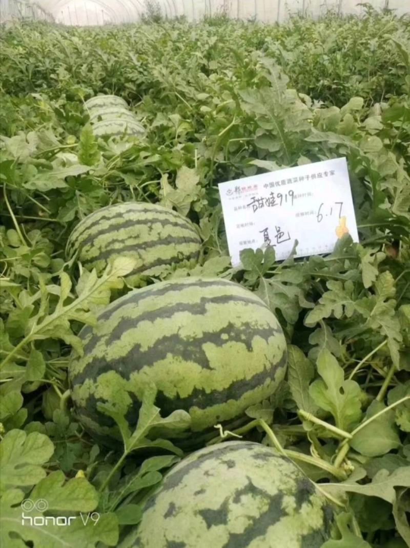 （精品）郑研西瓜种子喜宝喜乐甜娃919耐重茬耐裂
