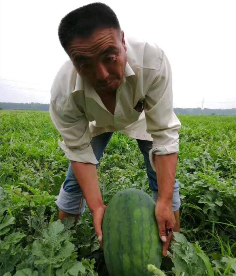 促销包邮郑研大红瓤西瓜种子抗重茬抗旱抗病能力易座果