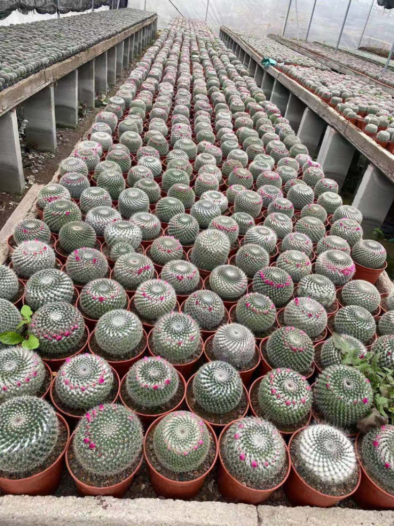 （推荐）玉翁仙人球带花苞大小规格带盆整箱批发基地直销