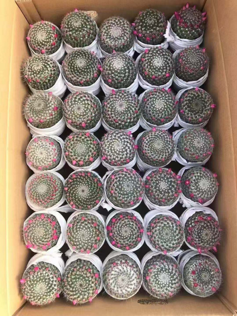 （推荐）玉翁仙人球带花苞大小规格带盆整箱批发基地直销