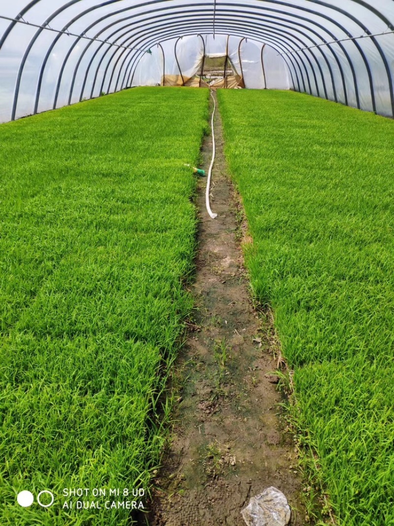 自产自销的五常稻花香大米价格实惠质量保障不掺假米