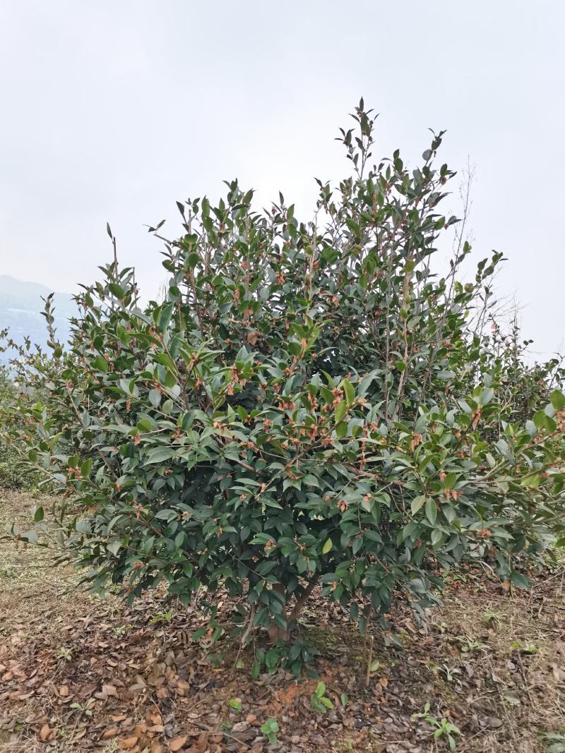 油茶油茶树成林挂果油茶绿化树油茶球