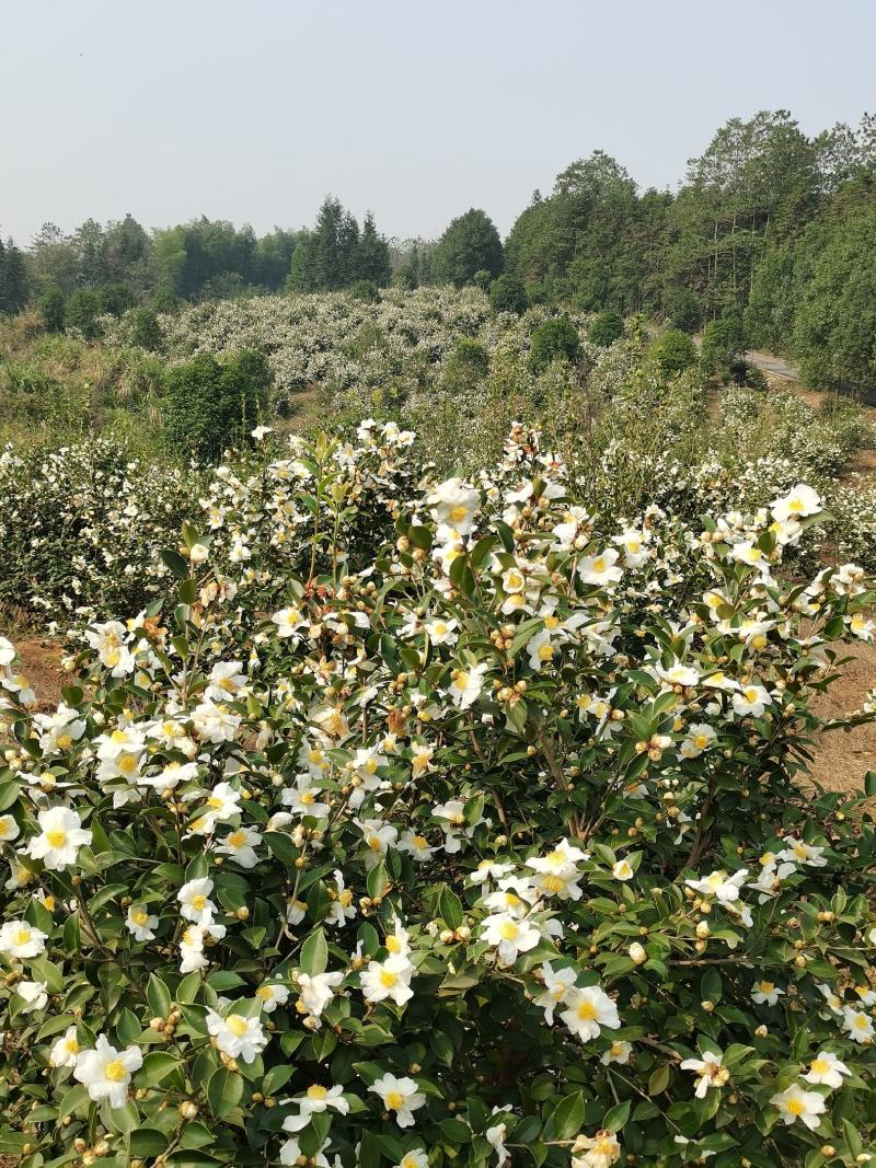 油茶油茶树成林挂果油茶绿化树油茶球