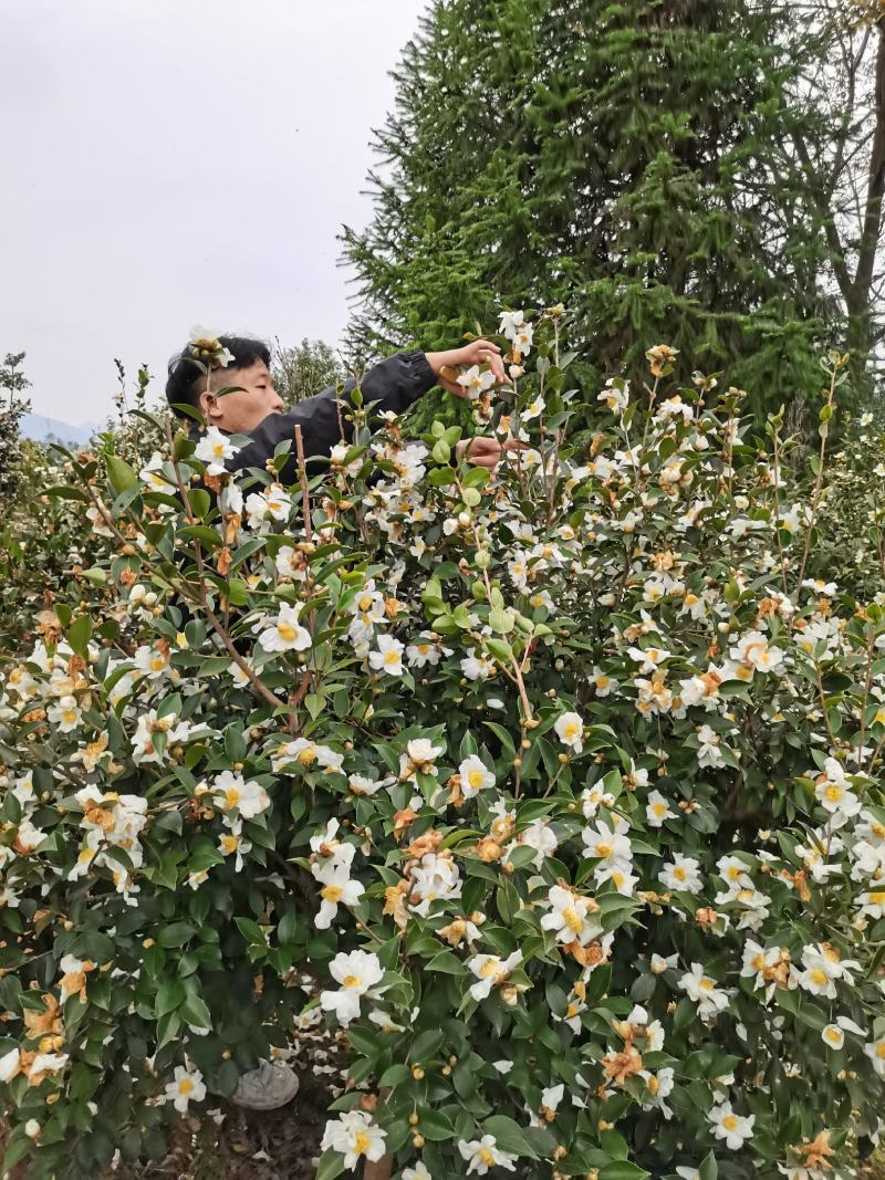 油茶油茶树成林挂果油茶绿化树油茶球