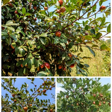 油茶油茶树成林挂果油茶绿化树油茶球