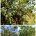 油茶油茶树成林挂果油茶绿化树油茶球