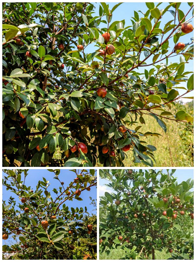 油茶油茶树成林挂果油茶绿化树油茶球