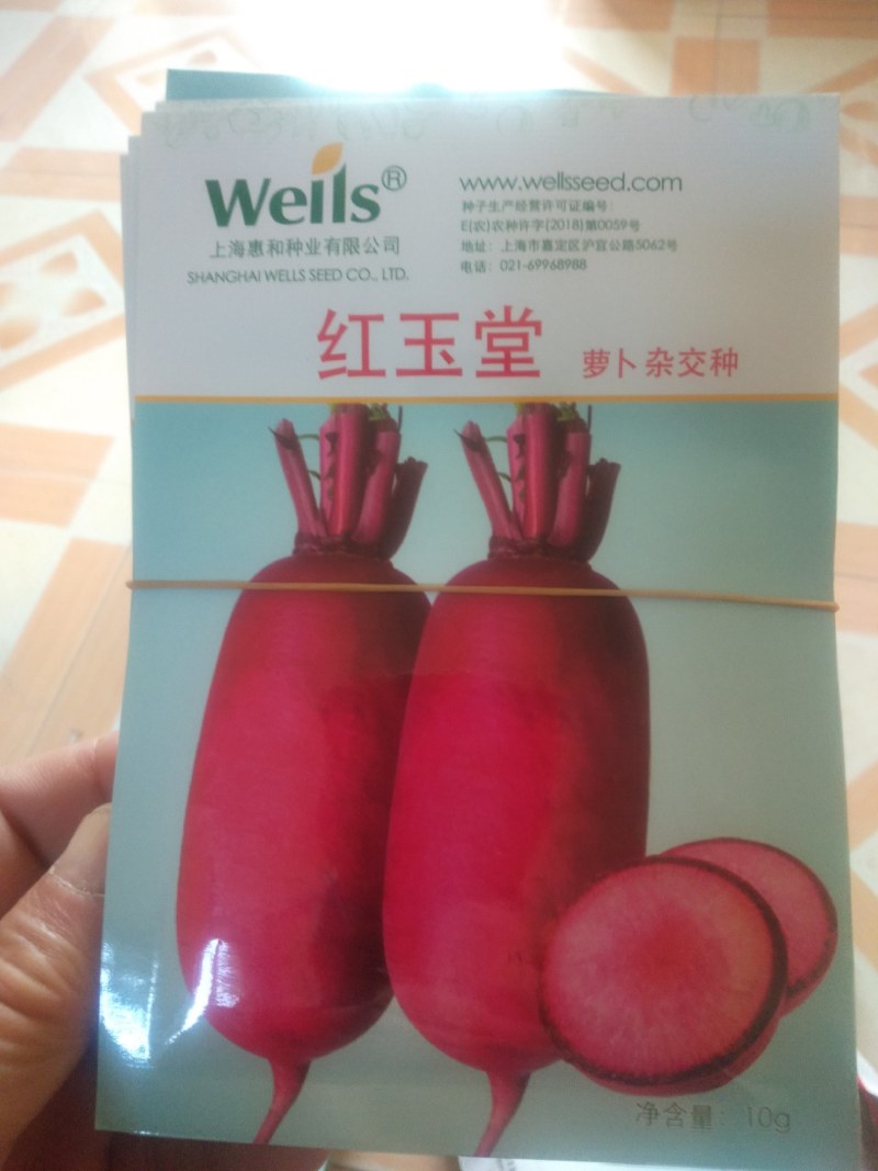 水果萝卜种子/经过近几年的筛选对比，条形口感商品性强！