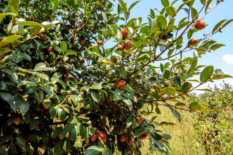 油茶油茶树成林挂果油茶绿化树油茶球
