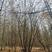 精品茶条槭5-9米高5-8个分枝，胸径5-10公分大量