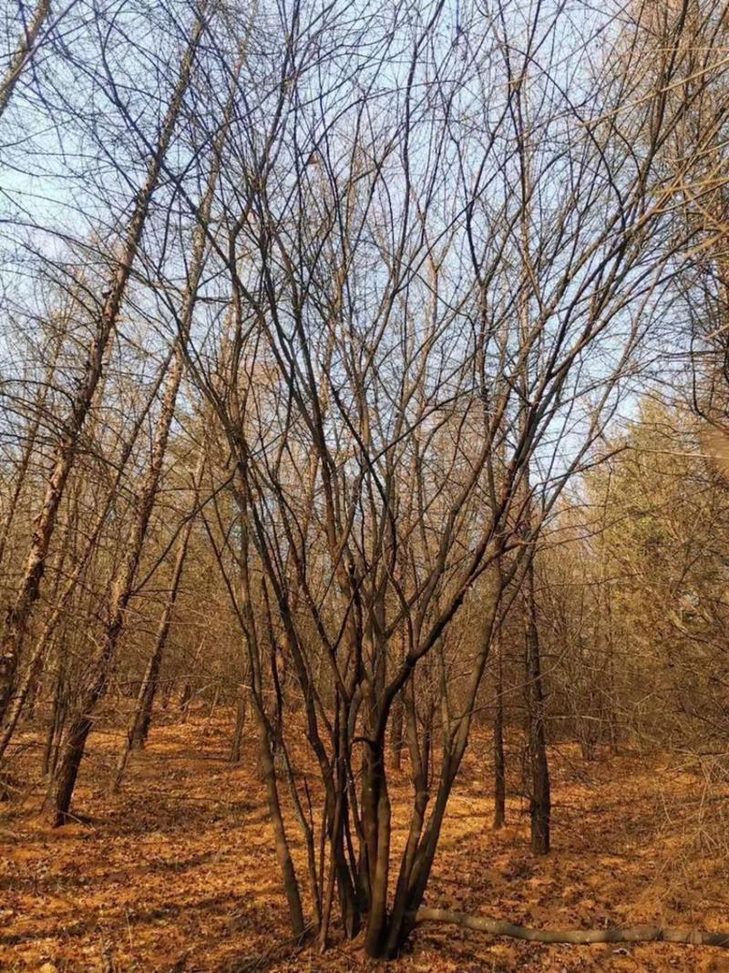 精品茶条槭5-9米高5-8个分枝，胸径5-10公分大量