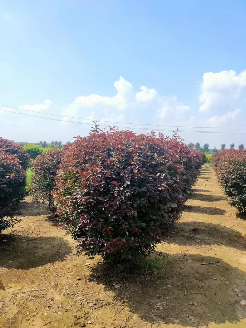 精品红叶李球80-1.5米冠幅大量出售，基地直发