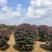 精品红叶李球80-1.5米冠幅大量出售，基地直发
