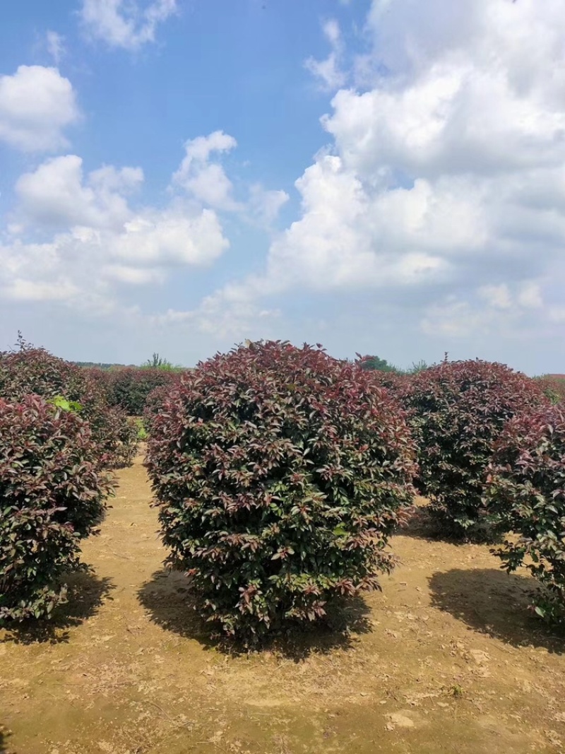 精品红叶李球80-1.5米冠幅大量出售，基地直发