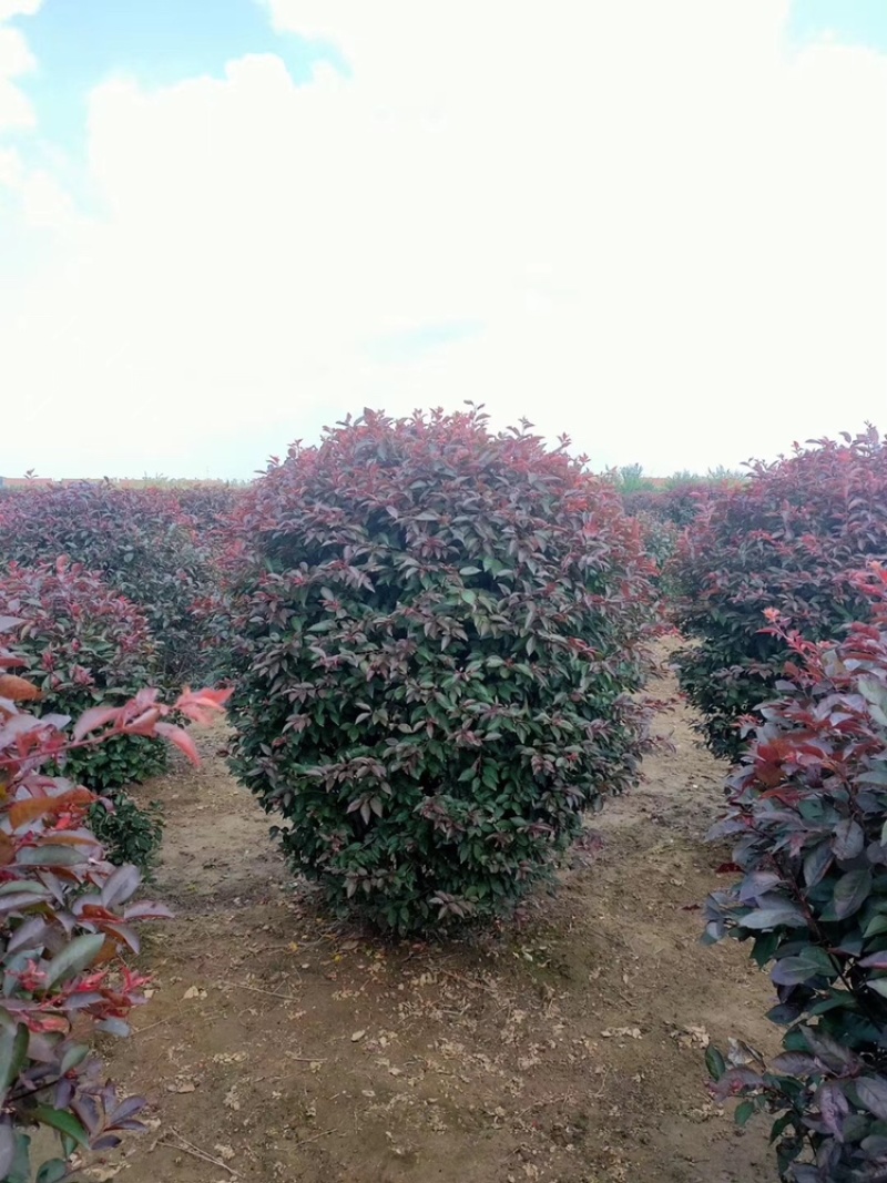 精品红叶李球80-1.5米冠幅大量出售，基地直发