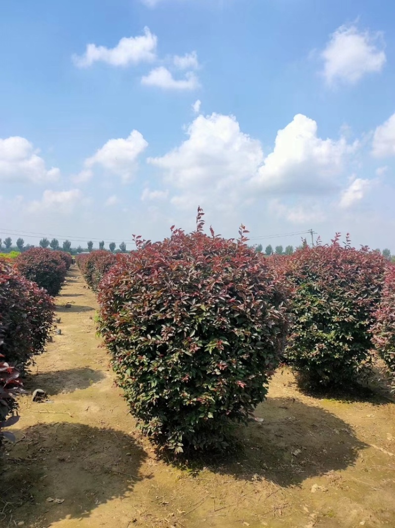 精品红叶李球80-1.5米冠幅大量出售，基地直发