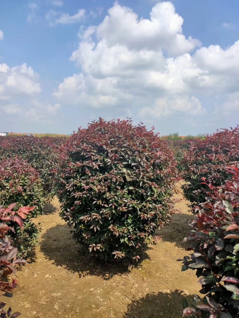 精品红叶李球80-1.5米冠幅大量出售，基地直发
