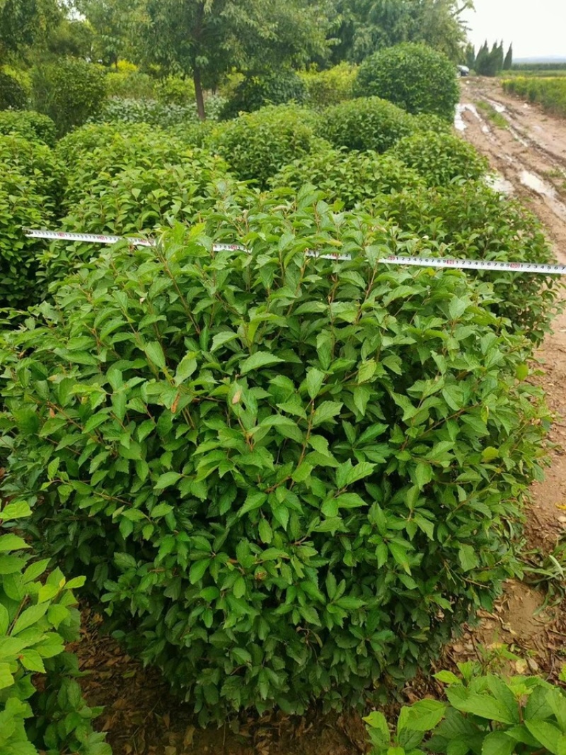 榆叶梅球80-1.5米冠幅大量出售，基地一站式直发