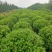 榆叶梅球80-1.5米冠幅大量出售，基地一站式直发