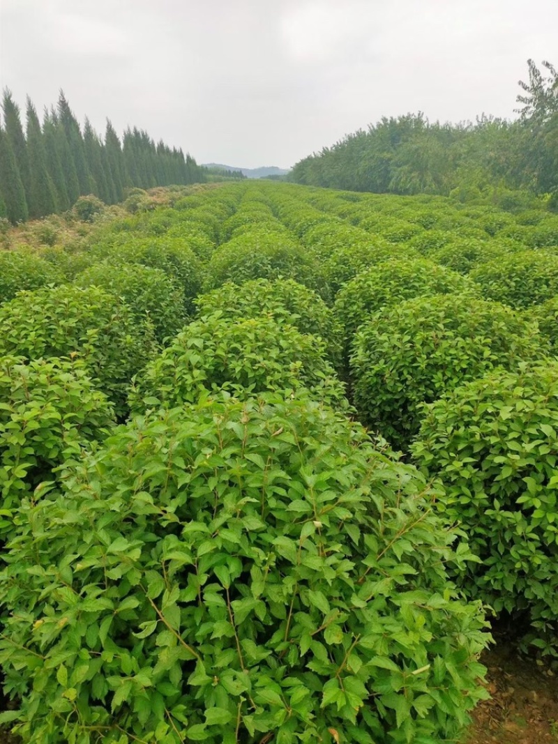 榆叶梅球80-1.5米冠幅大量出售，基地一站式直发