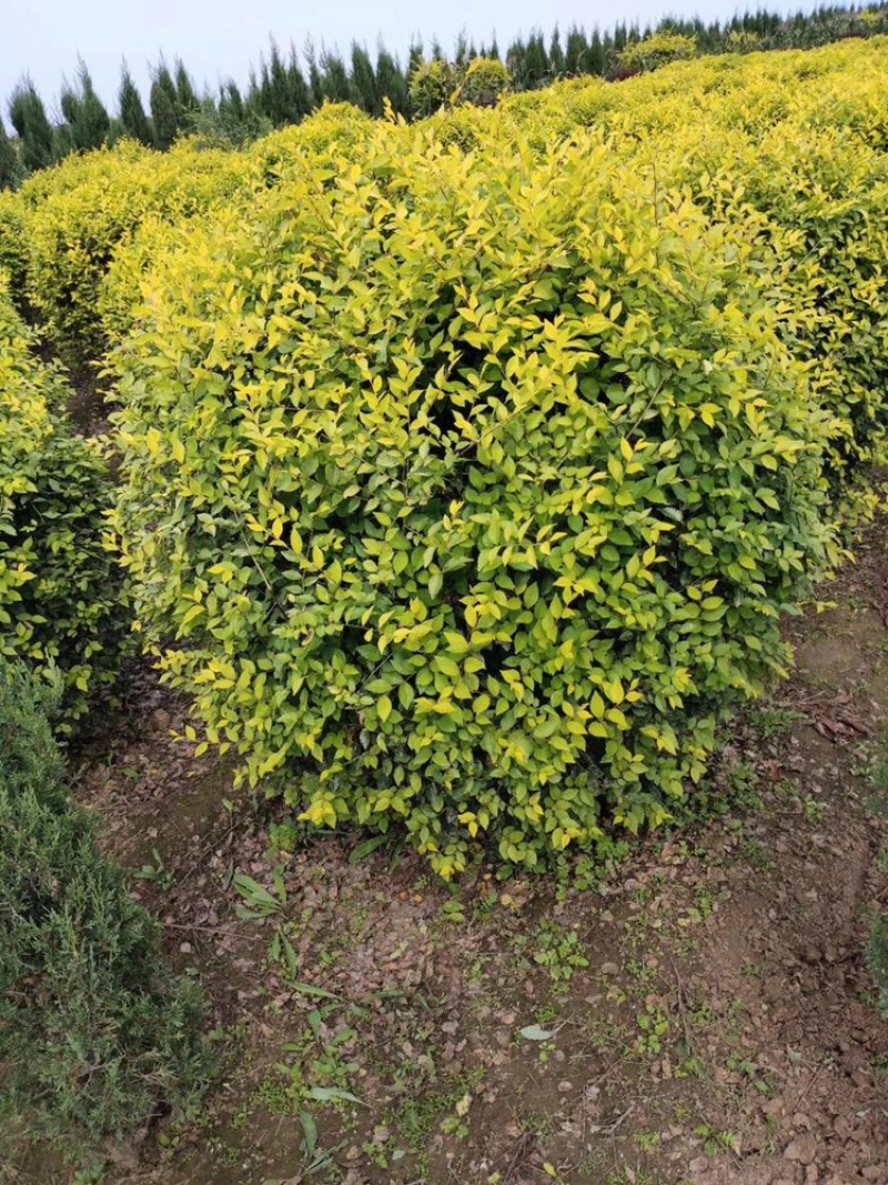 榆叶梅球80-1.5米冠幅大量出售，基地一站式直发