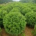 榆叶梅球80-1.5米冠幅大量出售，基地一站式直发