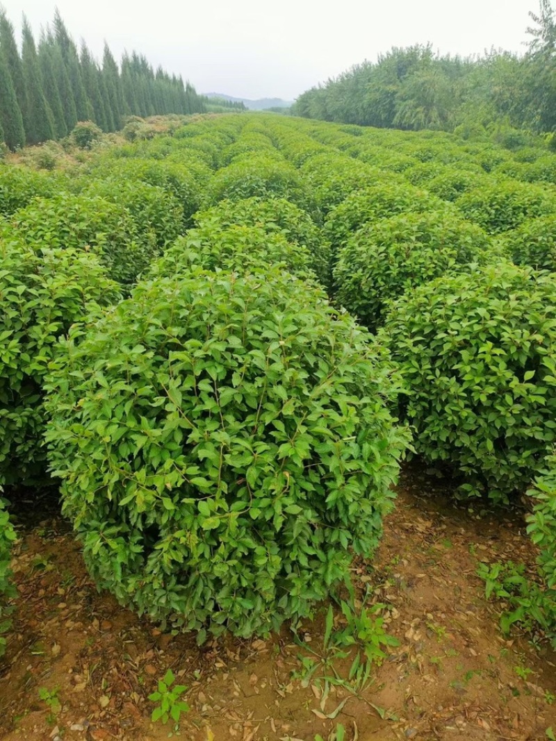 榆叶梅球80-1.5米冠幅大量出售，基地一站式直发