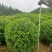 榆叶梅球80-1.5米冠幅大量出售，基地一站式直发