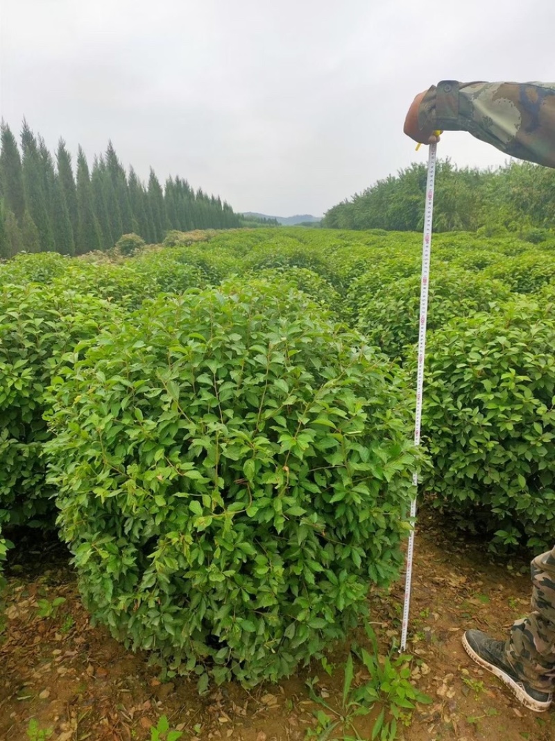 榆叶梅球80-1.5米冠幅大量出售，基地一站式直发