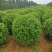 榆叶梅球80-1.5米冠幅大量出售，基地一站式直发