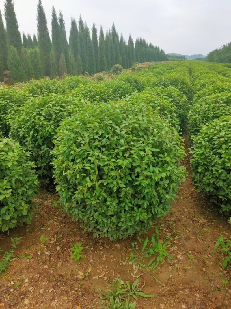 榆叶梅球80-1.5米冠幅大量出售，基地一站式直发