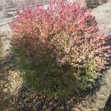 珍珠绣线菊球，喷雪花，80-1.2米冠幅大量销售中