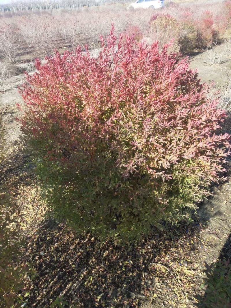 珍珠绣线菊球，喷雪花，80-1.2米冠幅大量销售中