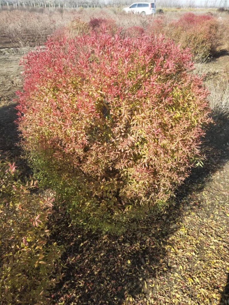 珍珠绣线菊球，喷雪花，80-1.2米冠幅大量销售中