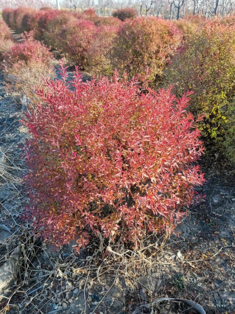 珍珠绣线菊球，喷雪花，80-1.2米冠幅大量销售中