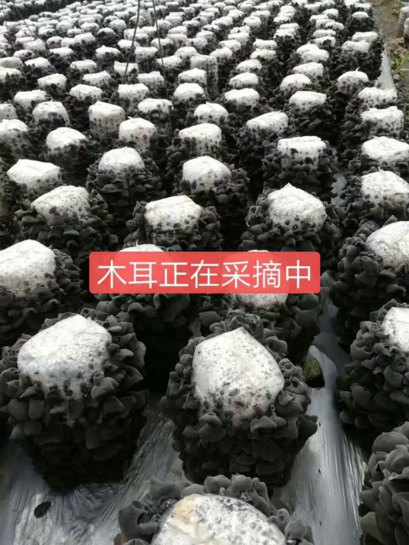 东北黑木耳，无污染，无掺假，纯好木耳，卖良心木耳