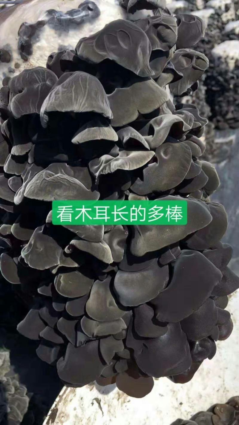东北黑木耳，无污染，无掺假，纯好木耳，卖良心木耳