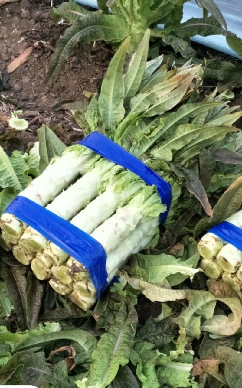 莴笋基地，红叶莴笋，货源充足，青肉，单颗重，不空心