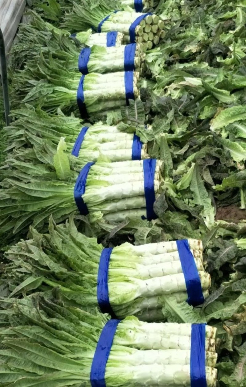 莴笋基地，红叶莴笋，货源充足，青肉，单颗重，不空心