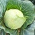 甘蓝金包菜希望品种包菜横县货平包菜，鸡心包菜，平包菜