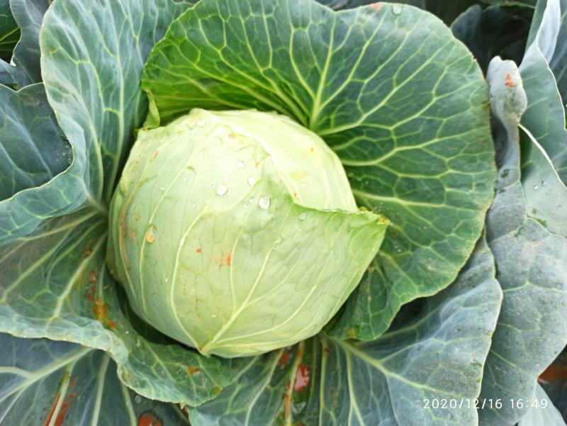 甘蓝金包菜希望品种包菜横县货平包菜，鸡心包菜，平包菜